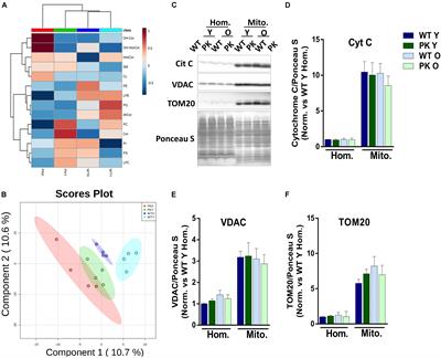 Lipidomic Alterations in the Mitochondria of Aged Parkin Null Mice Relevant to Autophagy